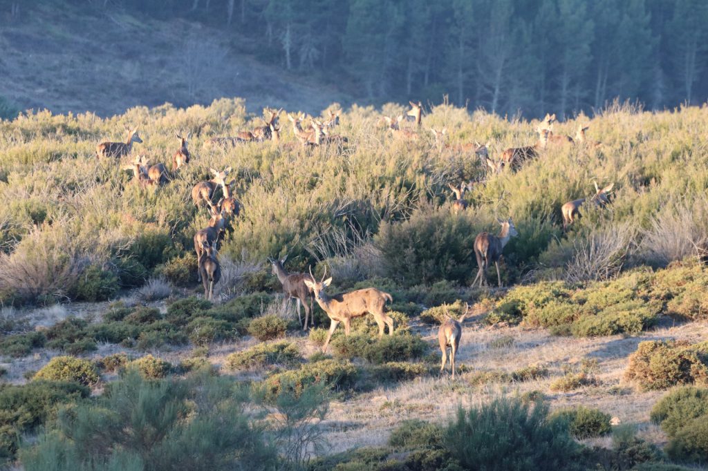 Cervus elaphus